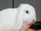 Białe baranki mini lop - 6