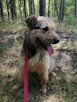 SIMBA młody energiczny wesoły piesek poleca się do adopcji - 8