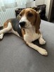 Beagle suczka 5 miesi - 2