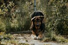 Brytan – czy umrze w schronisku? - 6