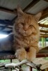 Olbrzymi kocur Maine Coon - 2