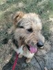 SIMBA młody energiczny wesoły piesek poleca się do adopcji - 4