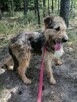 SIMBA młody energiczny wesoły piesek poleca się do adopcji - 5