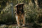 Brytan – czy umrze w schronisku? - 4