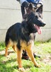 AMELIA - piękna sunia owczarka niemieckiego szuka domu - 3