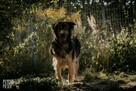 Brytan – czy umrze w schronisku? - 5