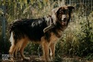Brytan – czy umrze w schronisku? - 3