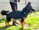 AMELIA - piękna sunia owczarka niemieckiego szuka domu - 2