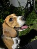 Beagle suczka 5 miesi - 3