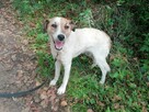 MELA łagodna przyjazna suczka szuka domu - 2