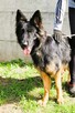 AMELIA - piękna sunia owczarka niemieckiego szuka domu - 1