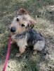 SIMBA młody energiczny wesoły piesek poleca się do adopcji - 6