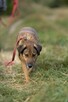 Bodzio do adopcji - 8