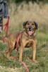 Bodzio do adopcji - 10