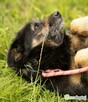 BRONUŚ - kochany psiak w typie terriera do adopcji - 3