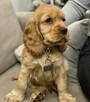 Uroczy szczeniak rasy cocker spaniel amerykański do adopcji. - 1