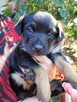 Bajeczka do adopcji - 4