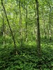 Sprzedam Las 30 ar Stara Wieś gmina Grybów - 5