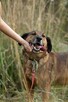 Bodzio do adopcji - 4