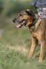 Bodzio do adopcji - 2