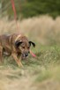 Bodzio do adopcji - 9