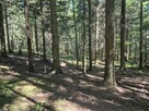 Sprzedam Las 30 ar Stara Wieś gmina Grybów - 4