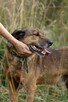 Bodzio do adopcji - 3