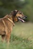 Bodzio do adopcji - 6