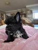 Yorkshire terrier czarny xs - 3