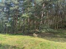 Działka na sprzedaż Zielona Góra Racula - 5