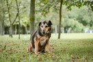 Skarbek - starszy psiak do pilnej adopcji - 5