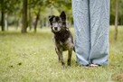 Felix-starszy średniej wielkości pies potrzebuje pilnie domu - 8