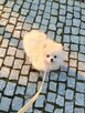 Pomeranian Szpic miniaturowy ZKwP FCI suczka - 4