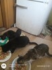 Kotki do adopcji - 6