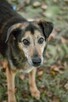 Skarbek - starszy psiak do pilnej adopcji - 3
