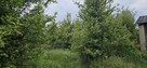 Działka rolna - sad - 2