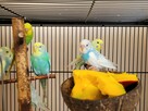 Młode papugi faliste - 4