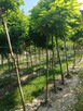 Szkółka drzew liściastych lipy klony platany duże drzewa - 4