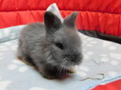 Królik miniaturka niebieskie - 5