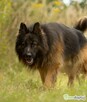 DIABLO - piękny owczarek niemiecki długowłosy do adopcji - 3