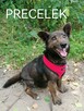 PRECELEK starszy spokojny piesek szuka domu - 3