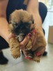 Shihtzu - 2
