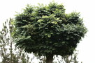 Drzewo Akacja Robinia akacjowa 3,5m w donicy 500L - 2