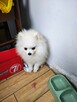 Szpic niemiecki pomerian - 2