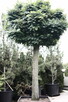 Drzewo Akacja Robinia akacjowa 3,5m w donicy 500L - 3