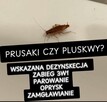 Usuniecie pluskwy, zabieg 3w1 jedyny na Śląsku. - 10