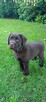 Labrador Retriever czekoladowa suczka Zkwp/FCI - 2