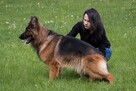 Owczarki Niemieckie Długowłose po: Champion PL ZKwP / FCI - 8