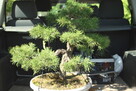 Bonsai - Sosna 60cm ponad 30 letnia - 6