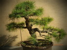 Bonsai - Sosna 60cm ponad 30 letnia - 2